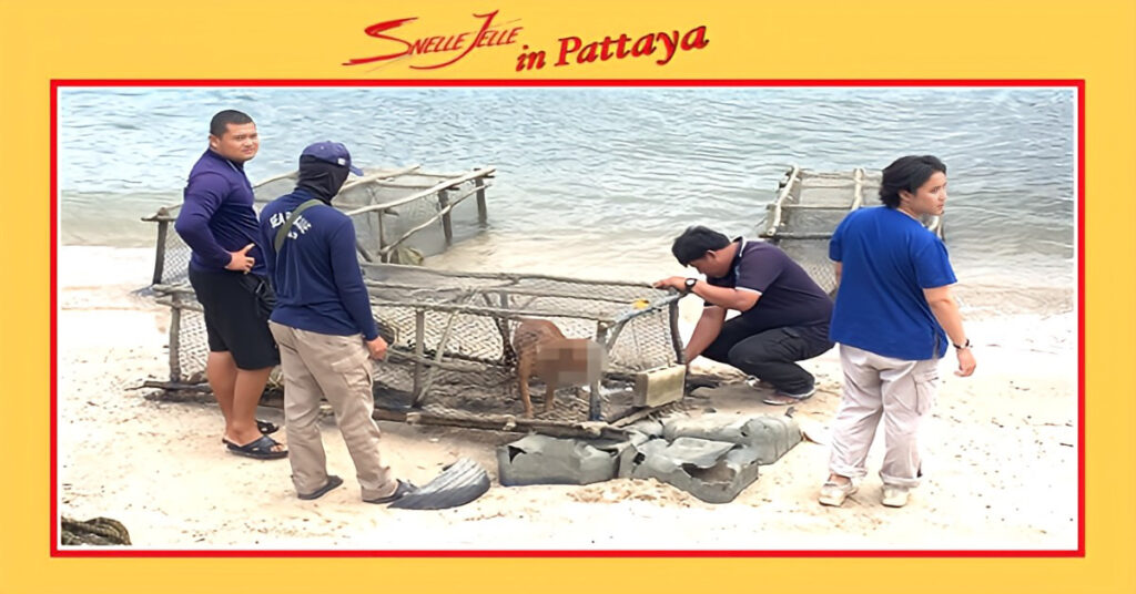 Het veterinaire team van Pattaya gaat op zoek naar “kuitenbijters” om hondsdolheid te voorkomen