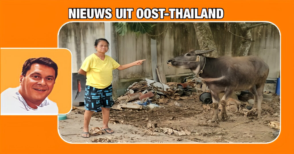 In Oost-Thailand gijzelt een boze buurvrouw de buffel van haar buurman, nadat de buffel haar bananenplantages heeft verwoest