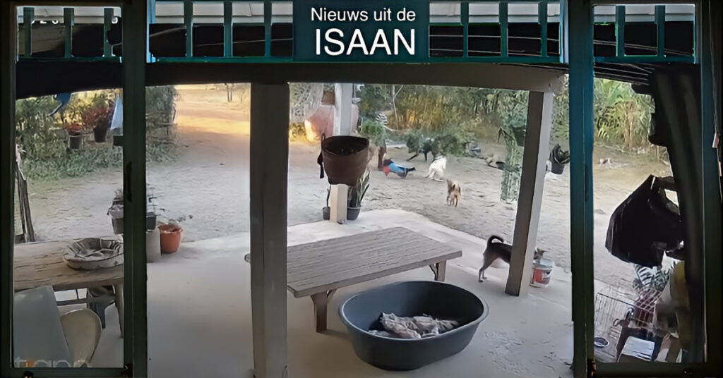 Thais echtpaar in Noordoost-Thailand verbijsterd nadat hun honden met plastic tas met 400 methamfetamine pillen het huis binnenslepen