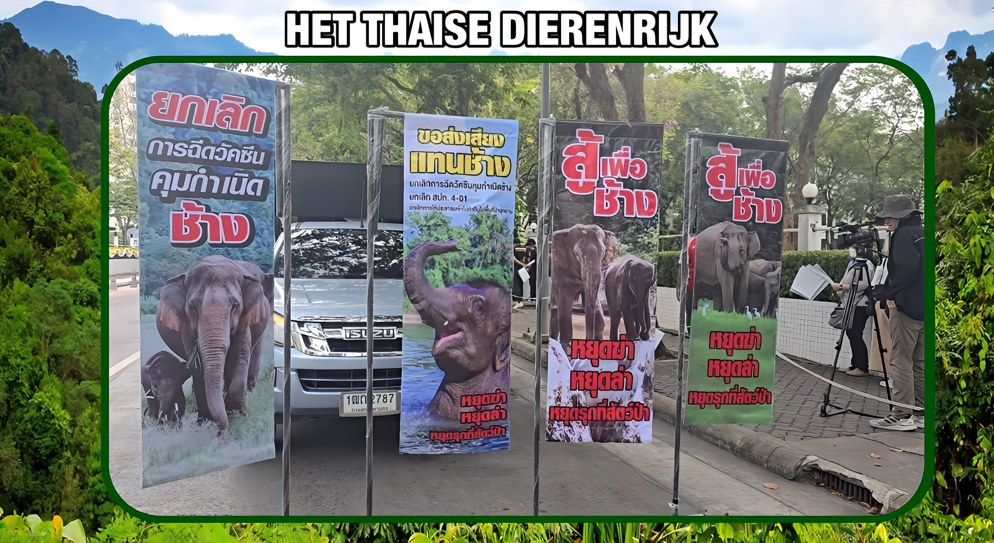 In Thailand krijgen wilde olifanten een anticonceptieprikpil om de explosieve geboortegolf te beperken, maar de bevolking is er tegen