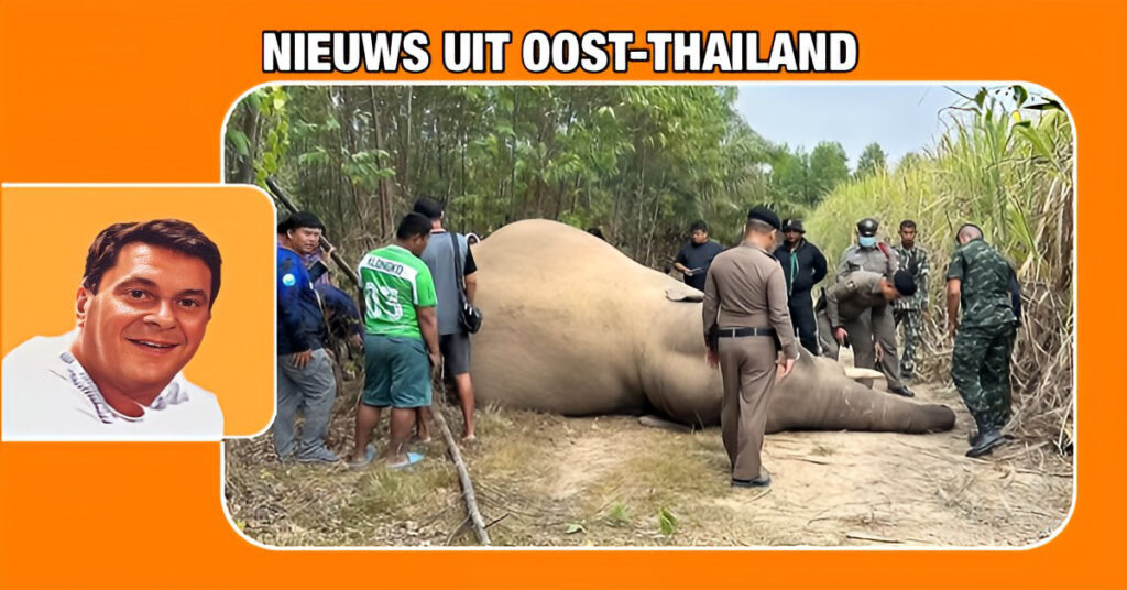 Departement van Nationale Parken stelt spoedonderzoek in naar geëlektrocuteerde olifant in Oost-Thailand