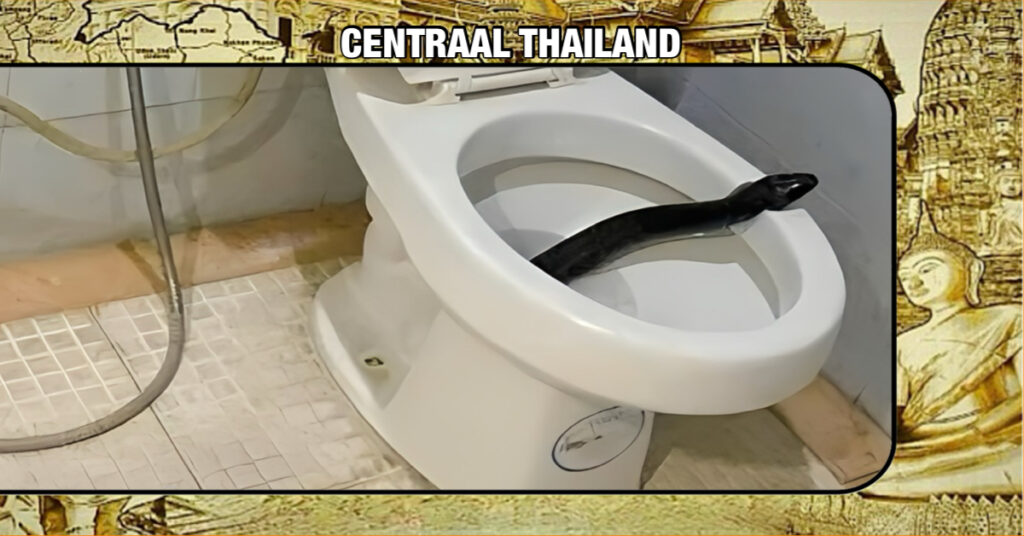Hongerige slang steekt in Centraal-Thailand zijn kop uit de toiletpot op zoek naar een lekkerrrr hapje!