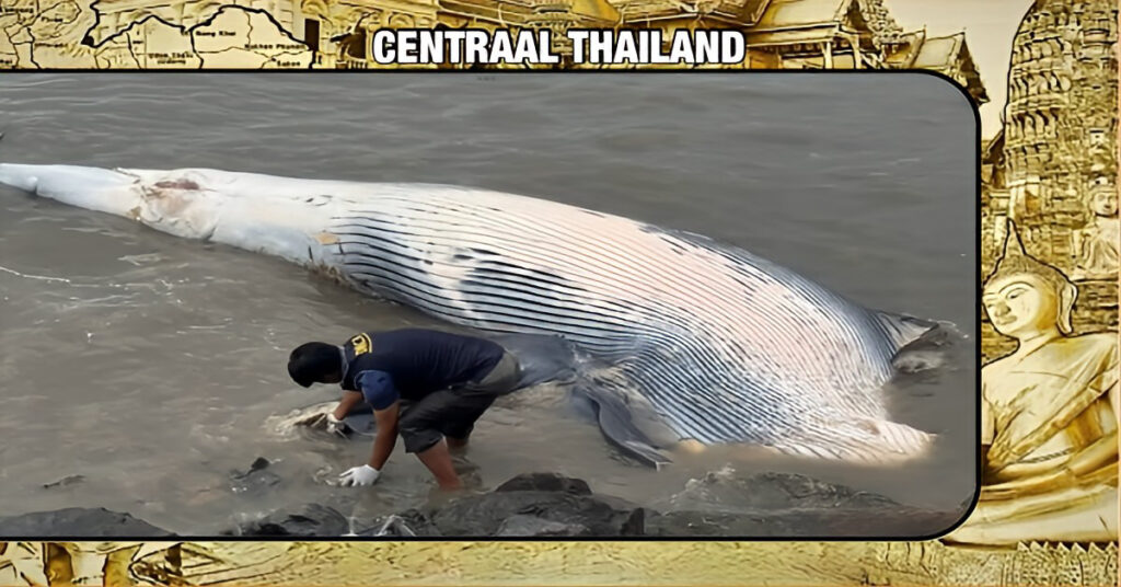 In Centraal-Thailand is een Bryde-walvis om het leven gekomen nadat ze was aangevaren door een zeeschip.