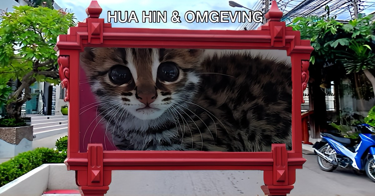 Luipaard-kitten in Centraal-Thailand bij zijn overleden moeder gevonden, en is nu in een wilde dierenopvang opgenomen 