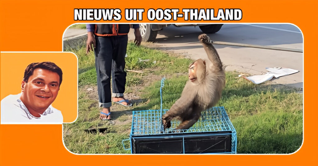 In Oost-Thailand springen reddingswerkers en burgers in actie om een gewonde gibbon te helpen die bij het oversteken van de weg gewond raakte.
