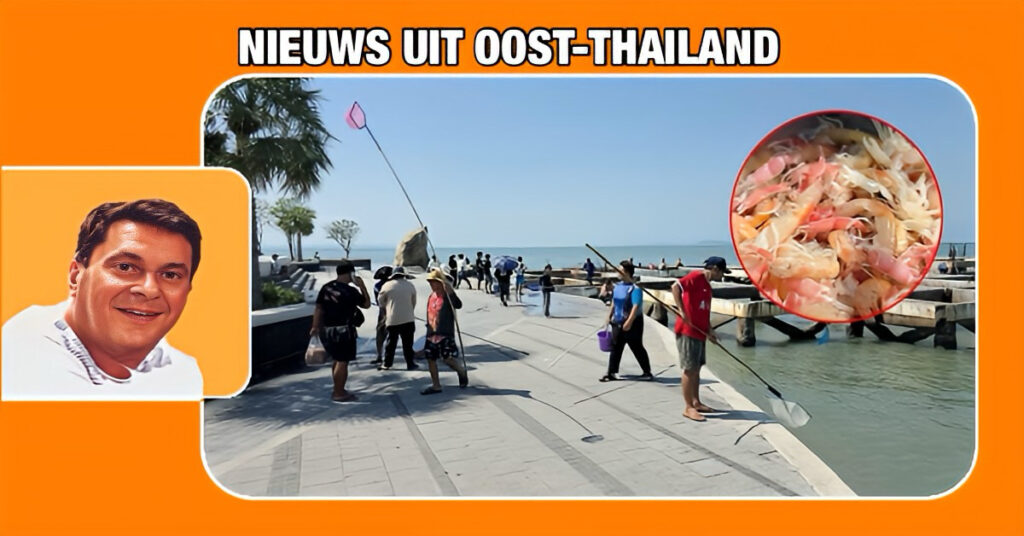 De inwoners van Bang Saen in Oost-Thailand worden weer verwend met een heerlijke zeedelicatesse, de roodstaartkrabbetjes.