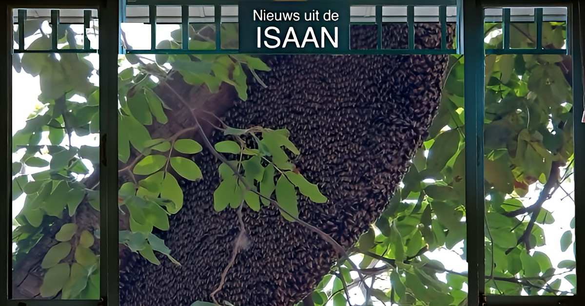 🎥 | Wilde bijen gingen op een tempelmarkt in Noordoost-Thailand in de aanval en verwondde 6 Thaise mensen 