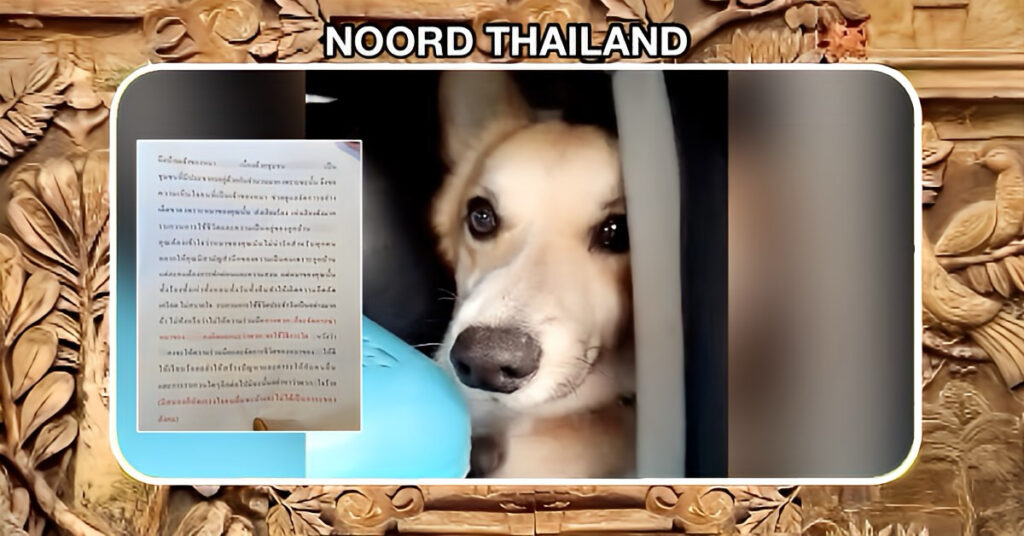 Blaffende honden bijten niet, maar in Thailand ligt de nuance net iets anders!