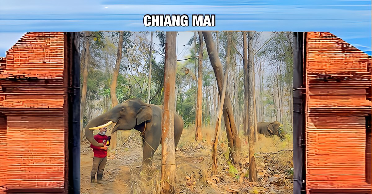 Olifantenkampen in Noord-Thailand gaan samenwerken om bosbranden te voorkomen