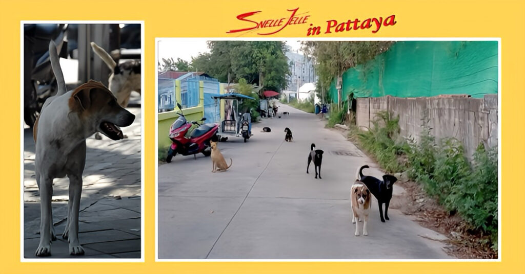 Inwoners en toeristen van Pattaya worden steeds vaker geconfronteerd met de zorgwekkende agressiviteit van zwerfhonden.