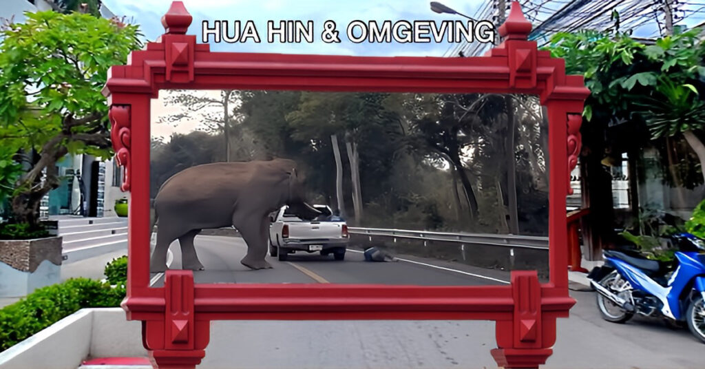 🎥 | Olifant slingert een passagier uit een pick-up truck op de Pala-U Road in Hua Hin 