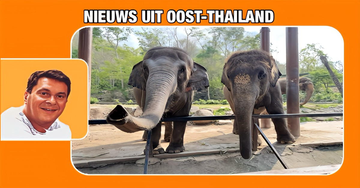 De Khao Kheow Open Zoo in Oost-Thailand organiseerde gisteren een Olifantendag gevierd met een indrukwekkend buffet ter ere van de oudste olifant, Pang Nat.