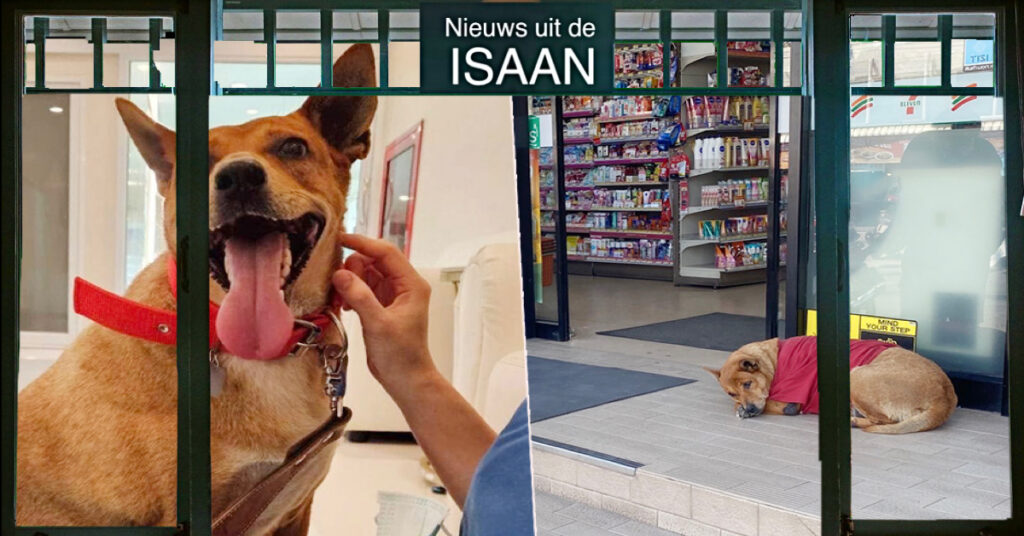 Straathond wacht wekenlang voor supermarkt in Noordoost-Thailand op zijn overleden baasje, maar mag nu op het rode pluche kussen van een princes slapen 