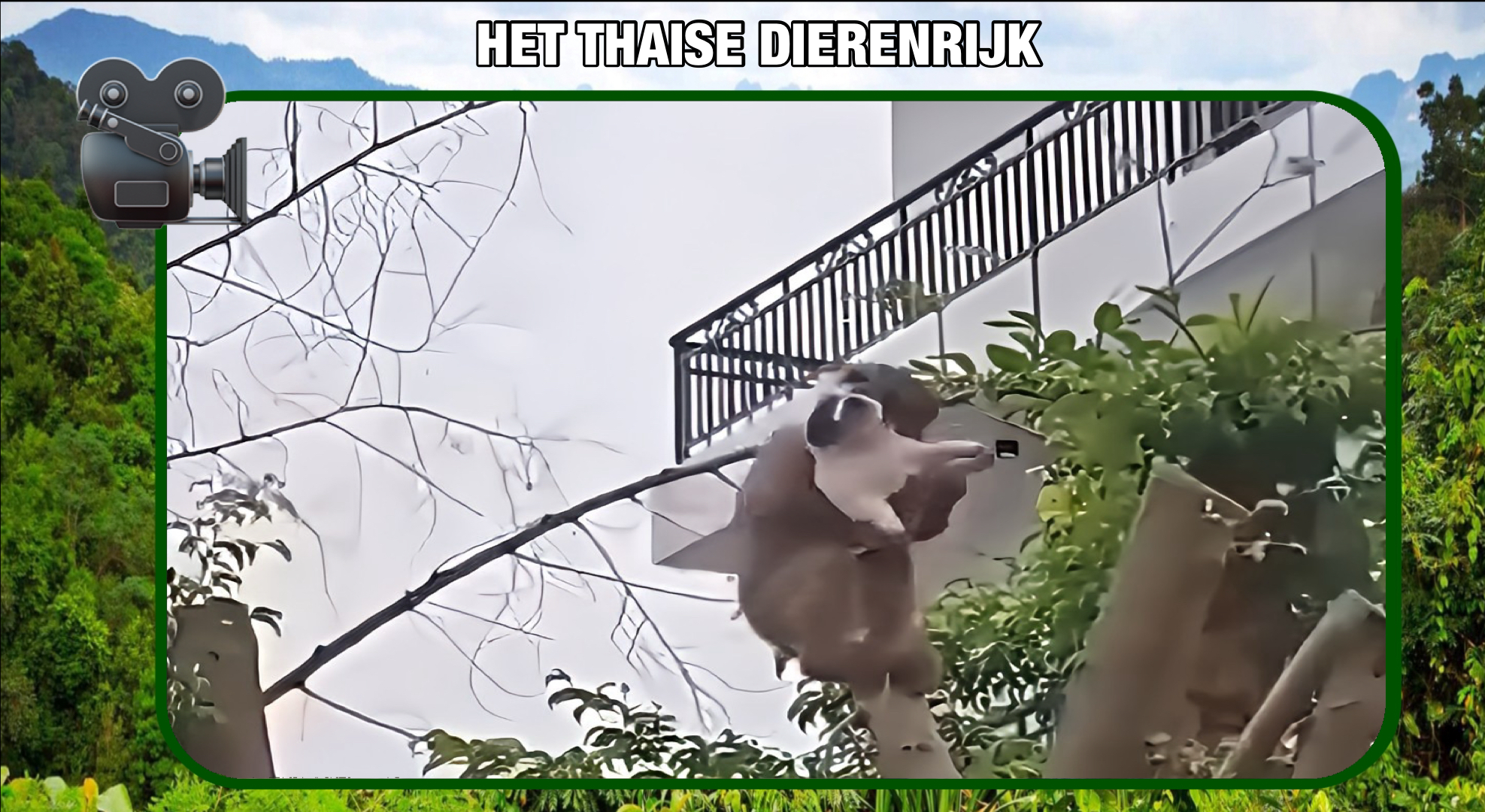 🎥| Aap ontvoert puppy in Thailand en klimt in een boom
