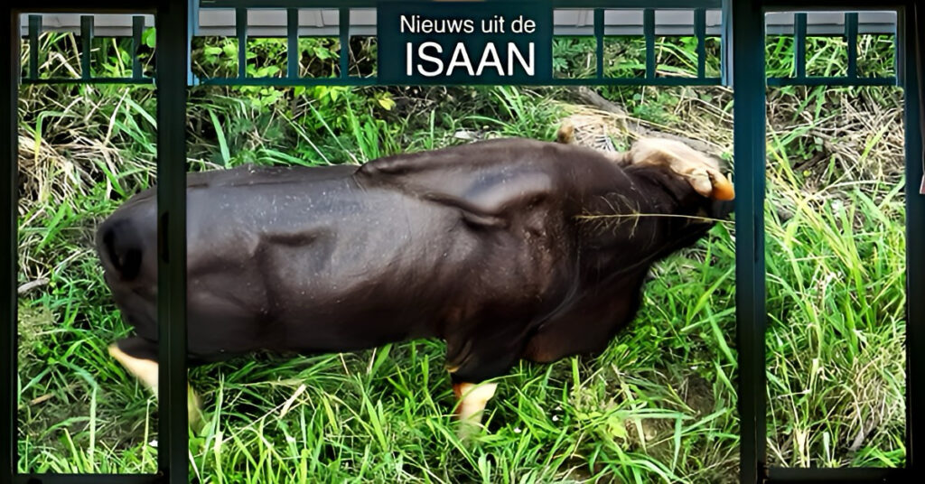 Wilde Gaur komt uit de bossages in Noordoost-Thailand te voorschijn en valt een dorpsbewoner in zijn tuin aan