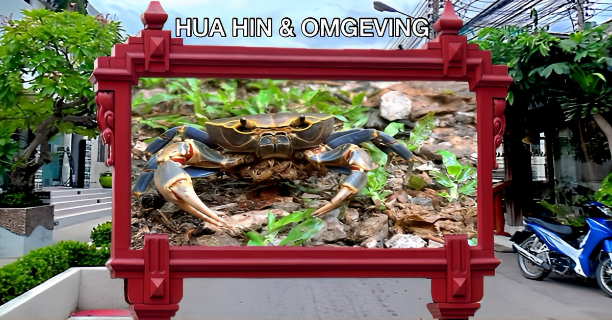 Bijzondere ontdekking, zeldzame Gouden Zijdekrabben met Jongeren Gevonden in het Kaeng Krachan National Park