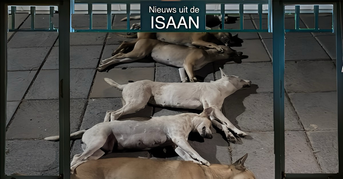 Commandant van het 2e Leger in Noordoost-Thailand reageert geschokt na vergiftiging van 17 honden