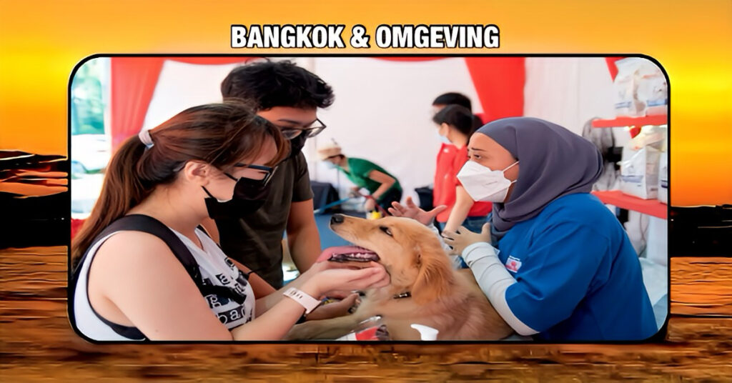 Bangkok implementeert een nieuwe wet, in januari 2026 is het microchippen en registreren van huisdieren verplicht.