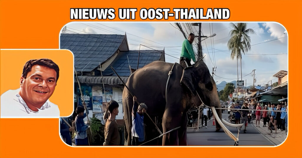 Olifant schrikt van toeristen in Oost-Thailand en verwond zijn mahouts en drie toeristen
