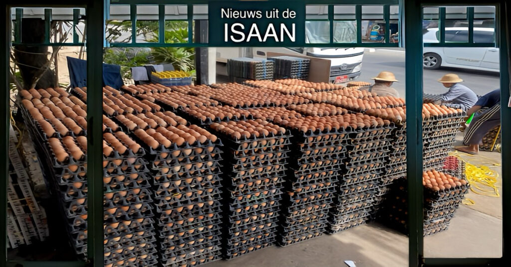 Eiercrisis in Thailand, door aanhoudende warmte, de leghennen houden het voor gezien 