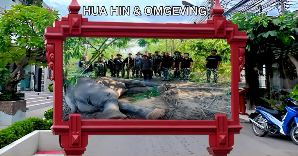 Wilde olifant in Centraal-Thailand kwam in een modderpoel, jammerlijk aan haar einde, bij onderzoek werd er een kogel in de dikhuid gevonden.