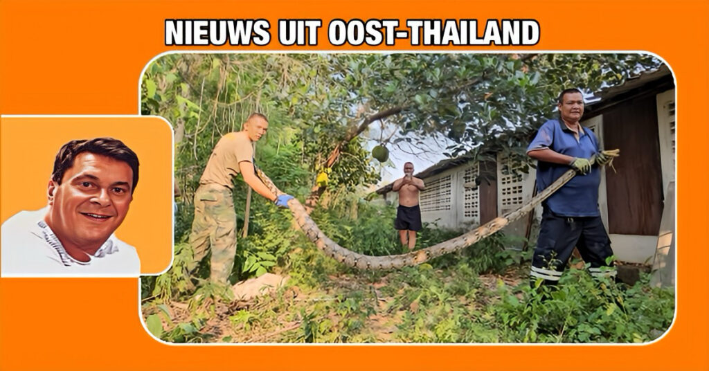 Vier meter lange python veroorzaakt zodanige onrust in Sattahip, dat de reddingsdienst moest komen om het serpent te vangen. Het enorme beest 