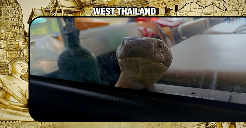 Loterijgeluk!, paniek in ambulance na ontsnapping van agressieve koningscobra in Thailand