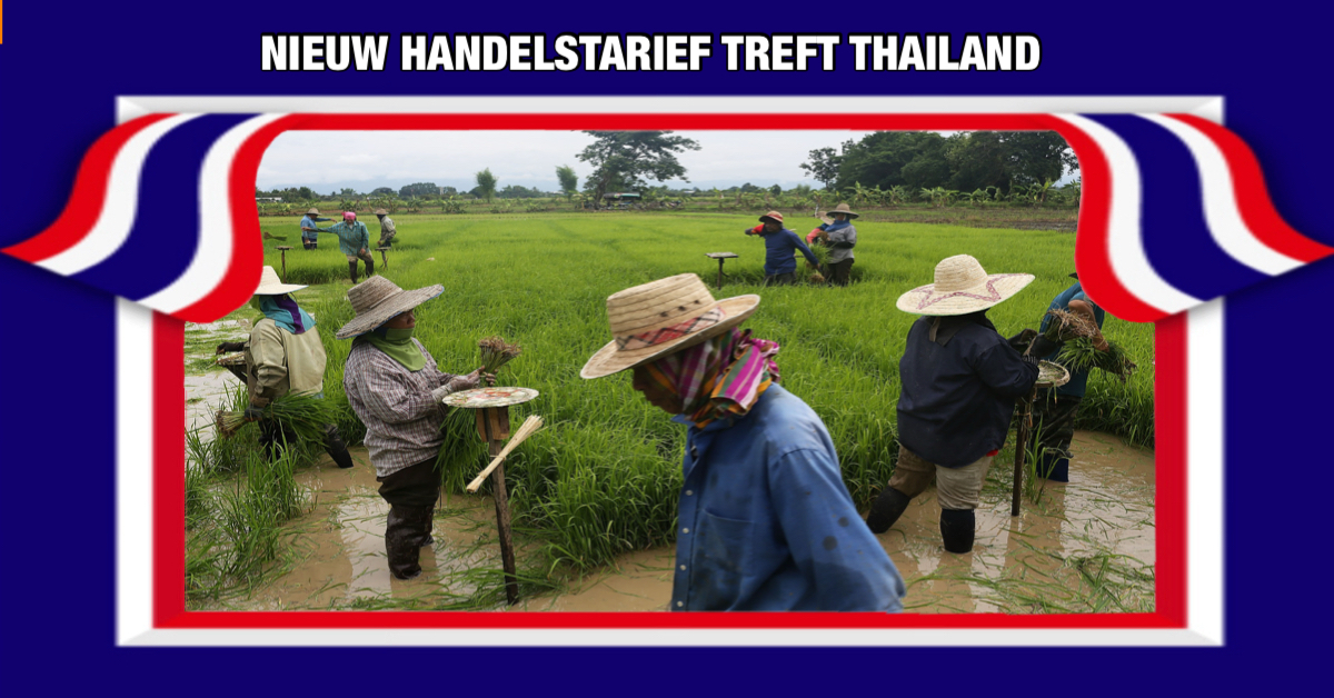 De rijstboeren uit Thailand worden hard getroffen door Amerikaanse tarieven, wat een crisis voor hen zal betekenen