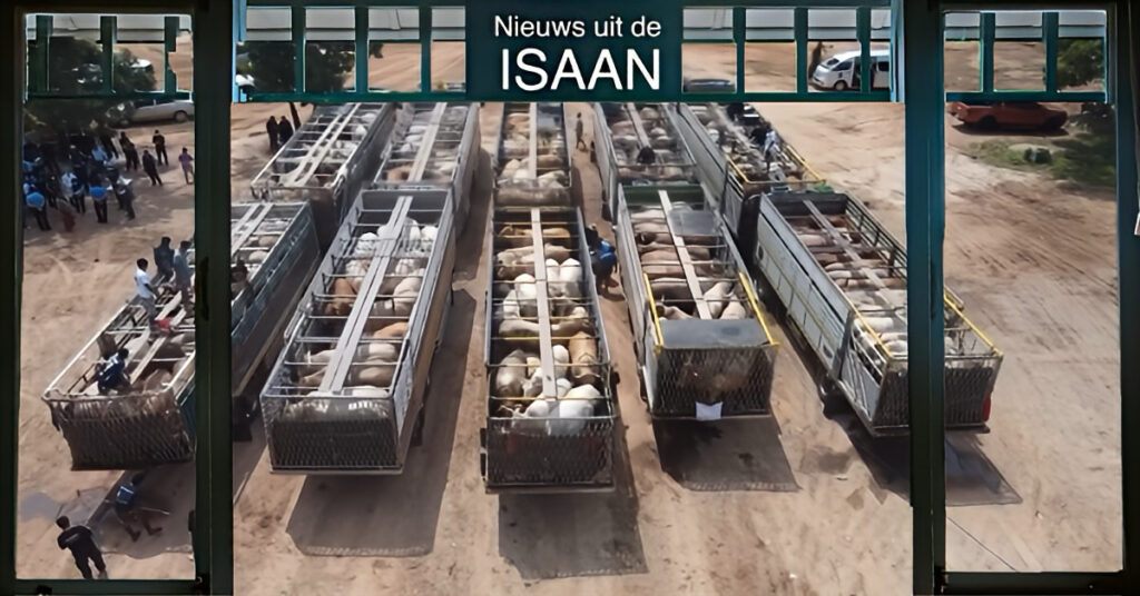 Anthrax-uitbraak stopt Thaise rundvleessexport vanuit Noordoost-Thailand naar Vietnam, de grenshandel krijgt klap