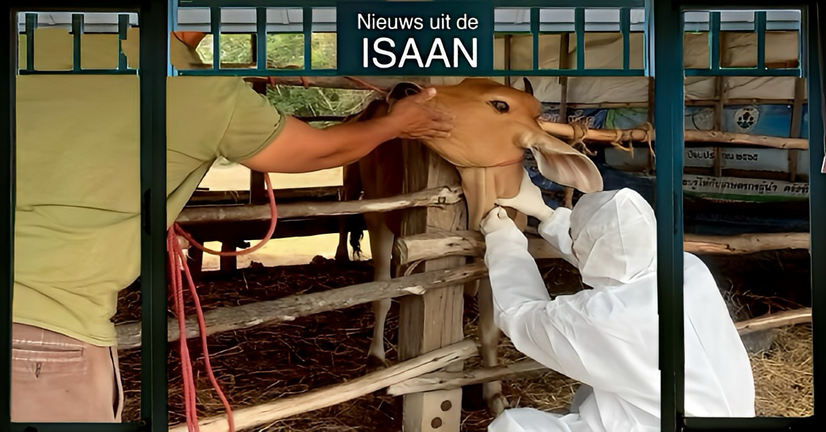 Mogelijk weer een geval van miltvuur in Noordoost-Thailand 