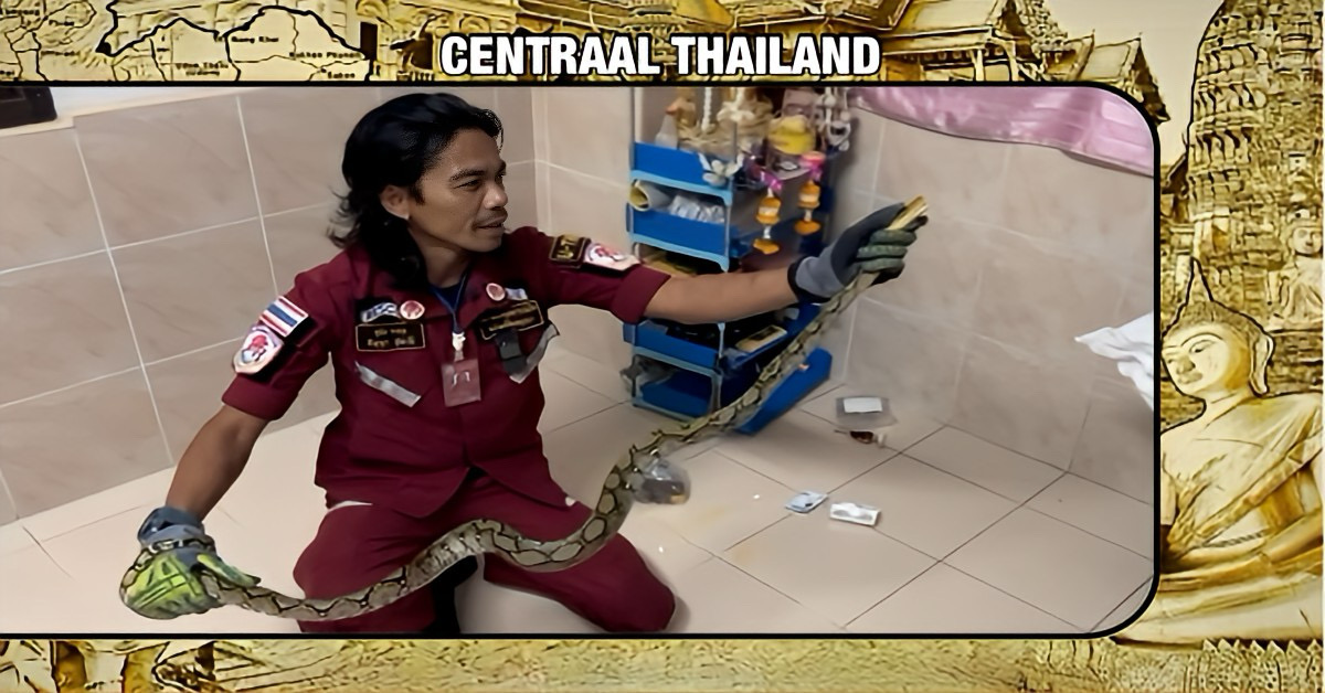 Netpython verrast koppel in hun slaapkamer op de derde verdieping in Centraal-Thailand