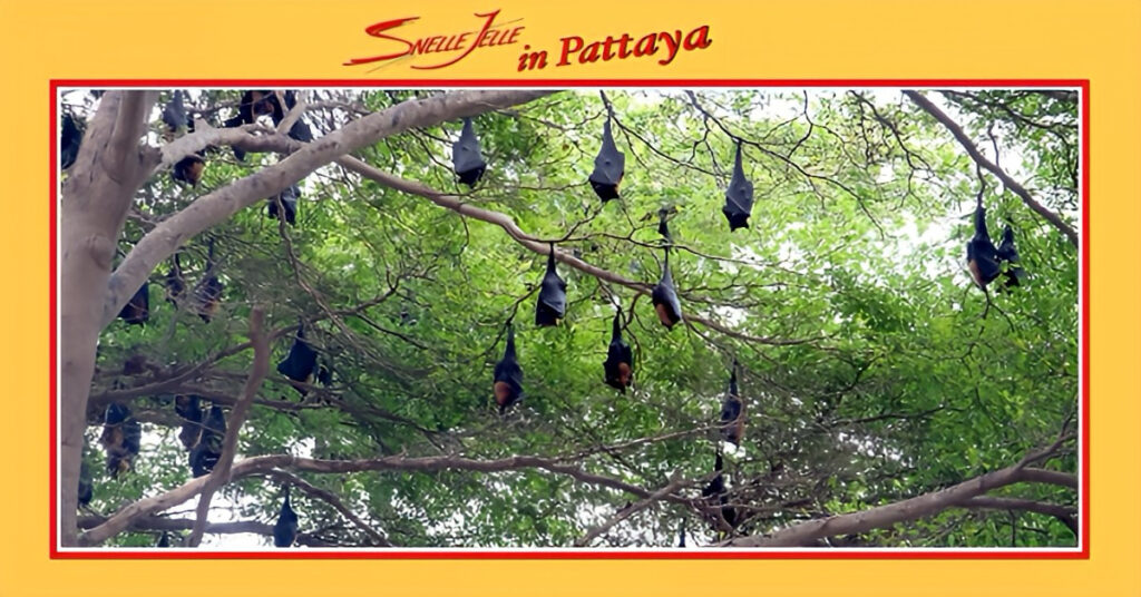 Een enorme zwerm fruitvleermuizen heeft zich neergelaten in Pattaya, de inwoners van Tambon Naklua zijn behoorlijk bezorgd over dit fenomeen