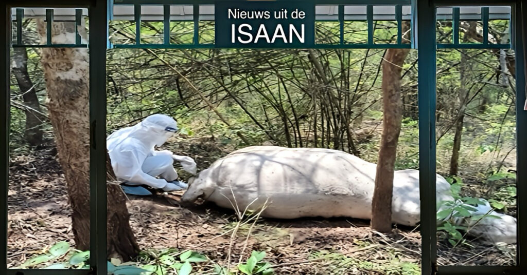 Bewoners in Noordoost-Thailand in de ban van een miltvuur uitbraak na dood van drie koeien in Loei