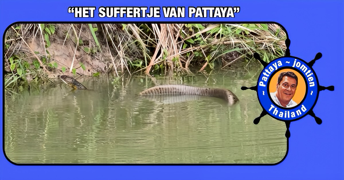 Hoofdman van het Tambon Khao Mai Kaew in Pattaya had de handen vol aan een koningscobra van vierenhalve meter