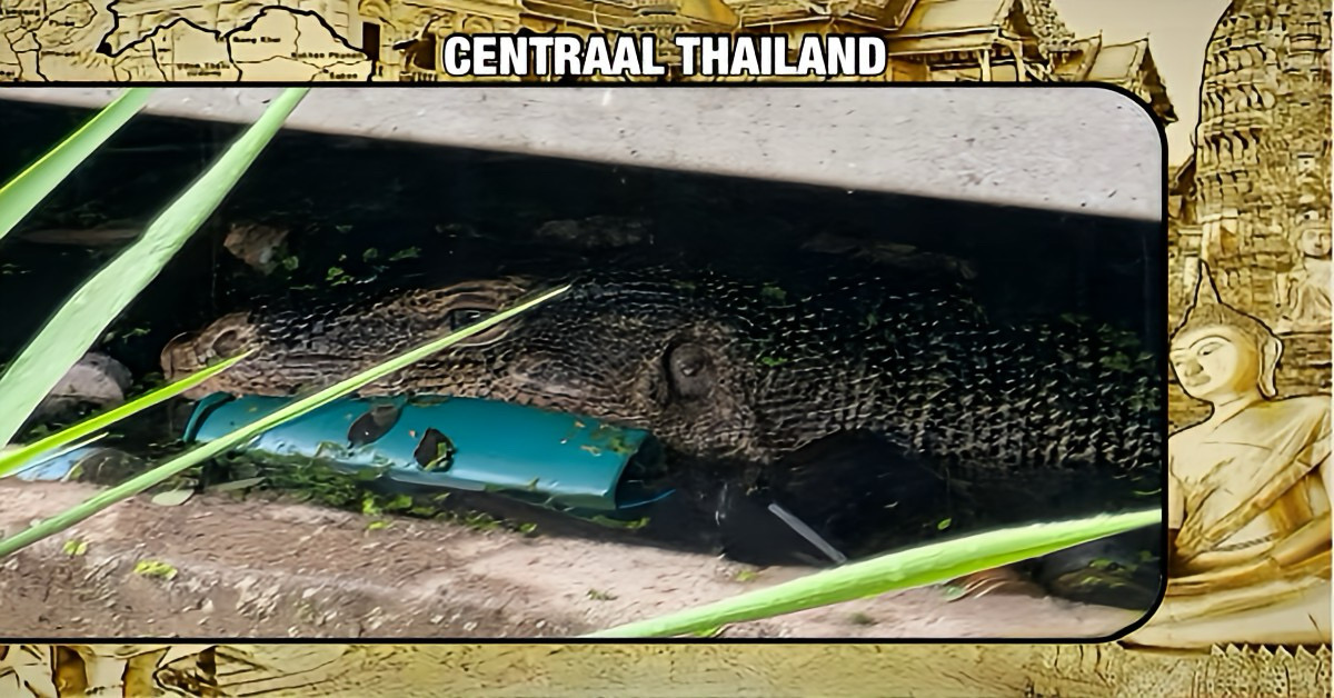 Schokkende vondst in Centraal-Thailand, watermonitor hagedis aangetroffen met resten van een baby in zijn bek