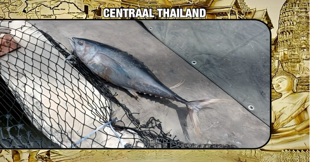 Man in Thailand raakt gewond doordat een 40 kilo zware bevroren tonijn op zijn hoofd viel