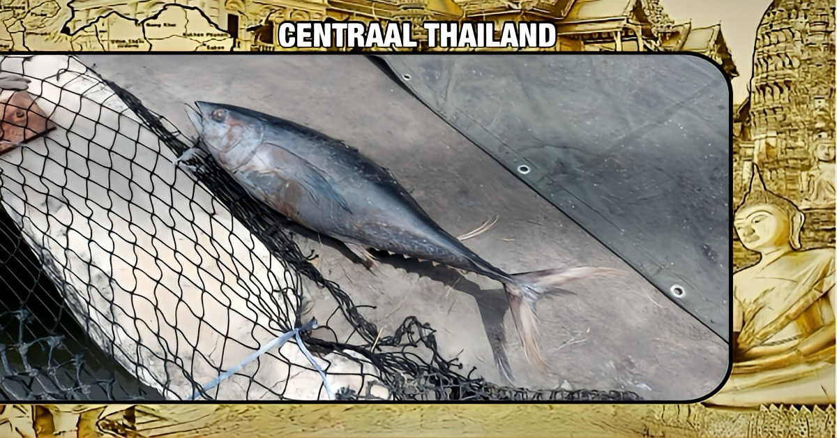 Man in Thailand raakt gewond doordat een 40 kilo zware bevroren tonijn op zijn hoofd viel