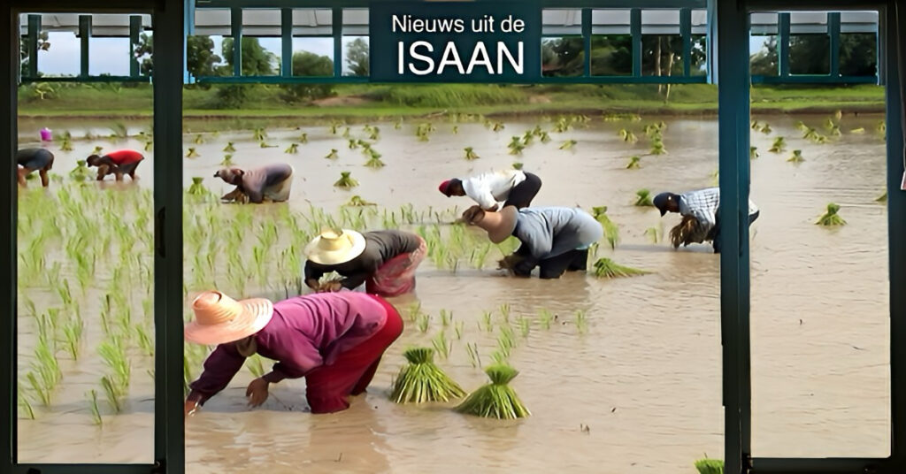 Boeren in Thailand vragen om overheidssteun nu paddyprijzen onder die van instantnoedels duiken