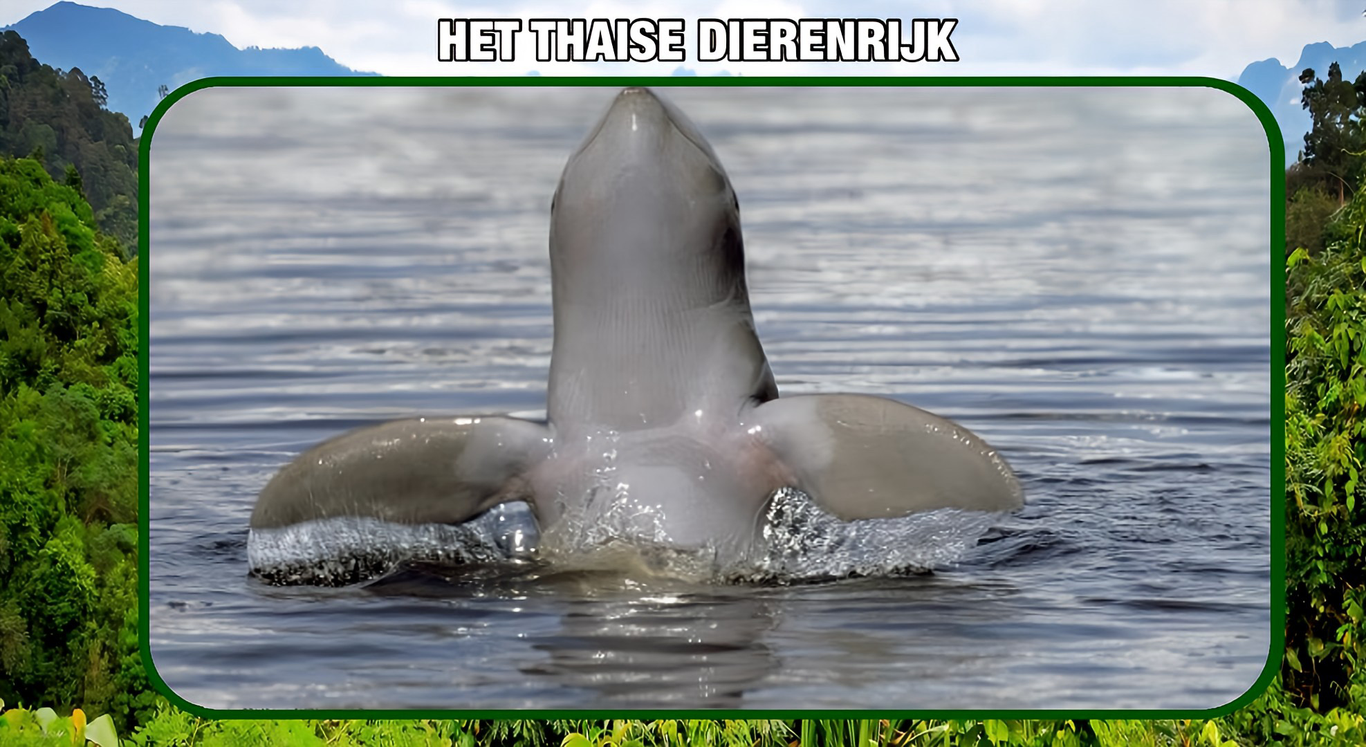 Thailand luidt de noodklok nu er nog slechts 17 Irrawaddy-dolfijnen in het Songkhla-meer zwemmen