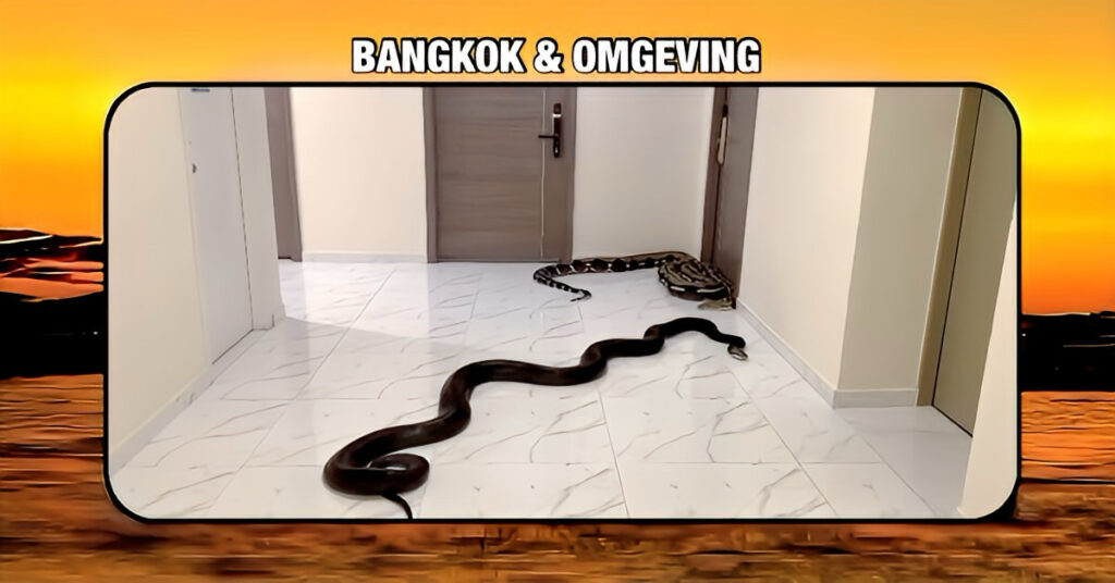 🎥 | Bizarre situatie in Thailand! Een boze man heeft als wraakactie twee enorme slangen vrijgelaten op de hond van zijn buurman. 