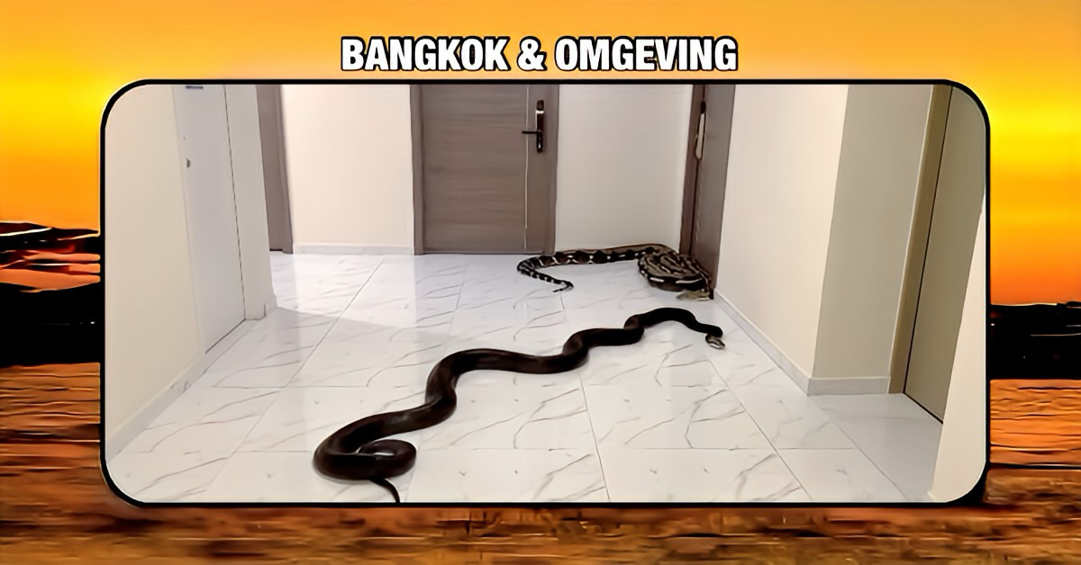 🎥 | Bizarre situatie in Thailand! Een boze man heeft als wraakactie twee enorme slangen vrijgelaten op de hond van zijn buurman. 