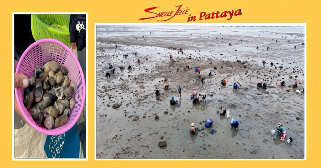 Honderden dorpelingen trekken naar de stranden van Na Kluea en Krating Lai in Pattaya om mosselen te zoeken 
