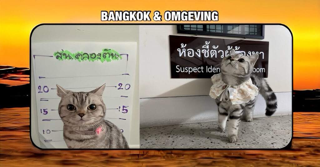 🎥 | Poes in Bangkok ‘gearresteerd’ voor het aanvallen van politieagenten