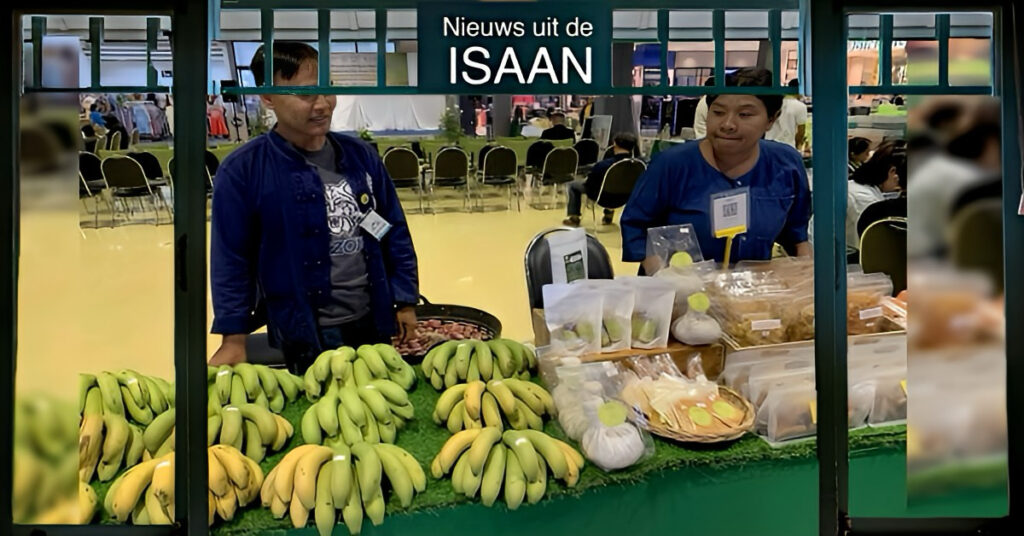 De goudgele bananen in het noordoosten van Thailand krijgen GI-status, deze vruchten worden zeer gewaardeerd om hun zoetheid.