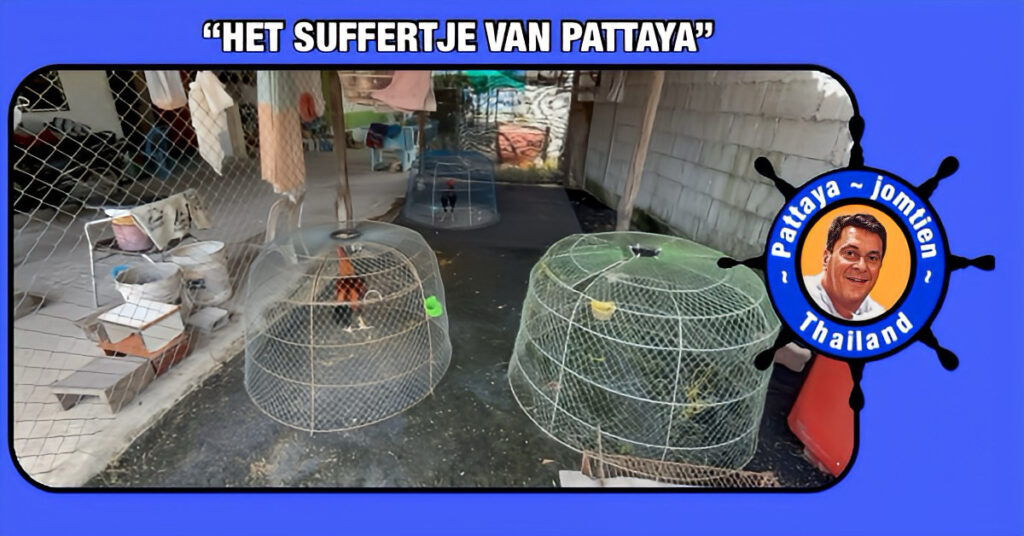 Verdrietige eigenaar in Pattaya baalt als een stekker omdat dieven twee keer toe zijn Birmese fokhanen hebben gestolen