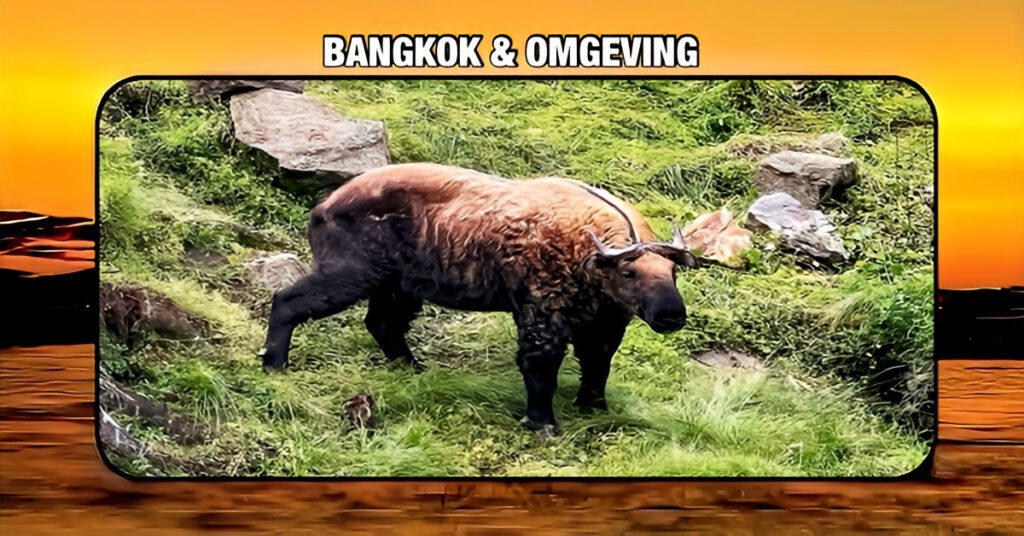 De Koning van Bhutan verrast Thailand met twee takins!