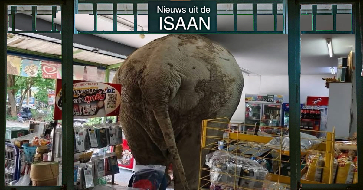 Wilde olifant verlaat het Khao Yai Nationaal Park in Noordoost-Thailand voor snackje in een buurtwinkel
