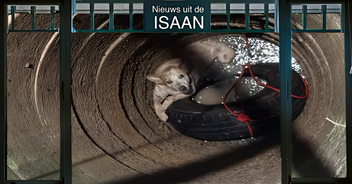Spectaculaire redding van een jonge hond in de Isaan trekt de aandacht van Olleke Bolleke in Thailand.