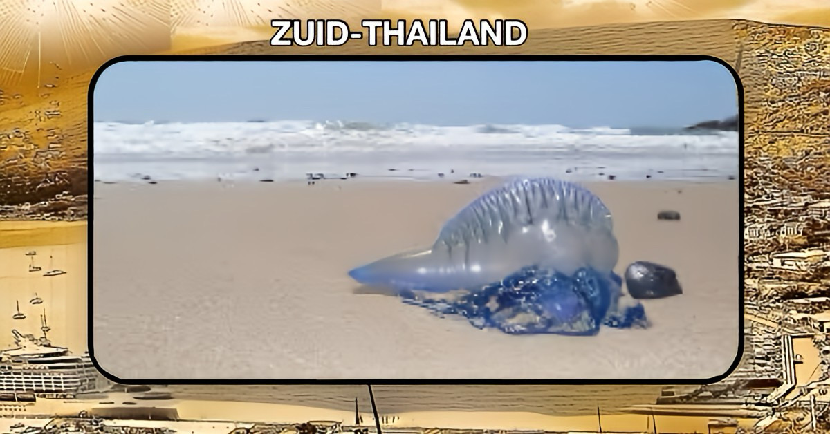 Waarschuwing voor de stranden op Phuket: Portugese oorlogsschepen maken het zwemmen in de zee onveilig