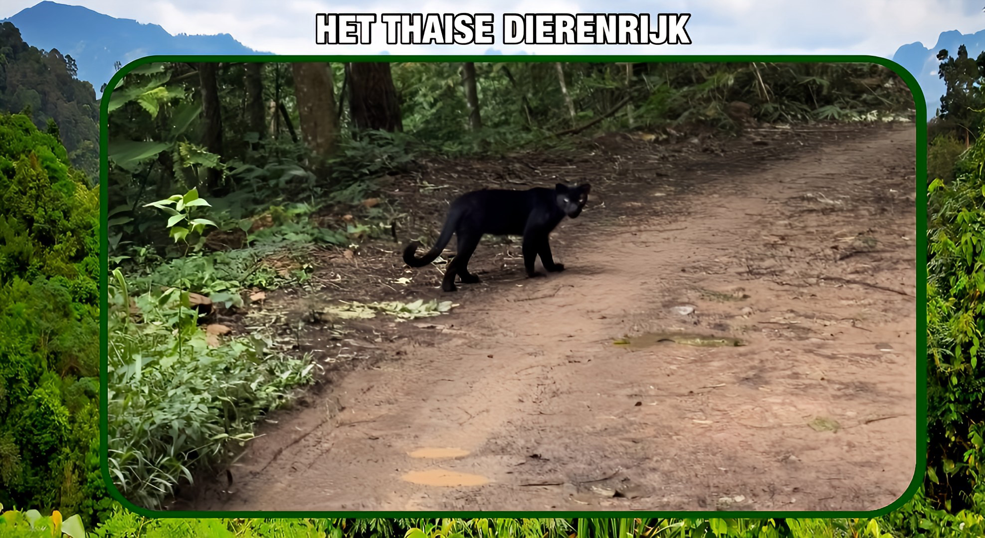 Zeldzame zwarte panter gespot in Kaeng Krachan, een ontdekking die toeristen in extase brengt!